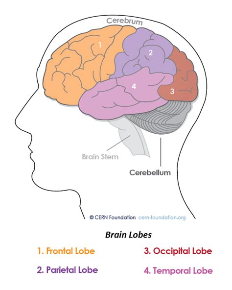 Brain Lobes Anatomy - Anatomy Book