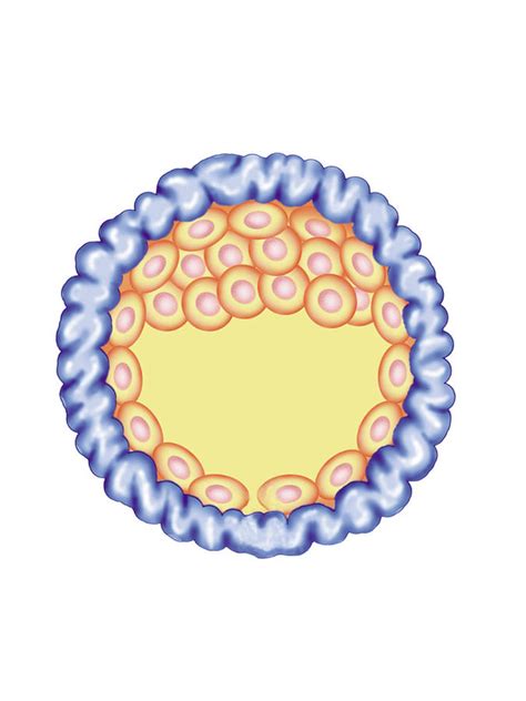 Blastocyst Formation Photograph by Asklepios Medical Atlas - Pixels