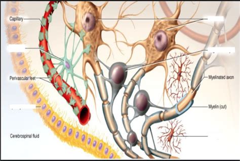 Neuroglial Cells Cns Diagram Quizlet