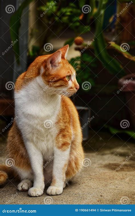 Cute Orange White Cat Sitting Looking Opposite From The Camera Stock