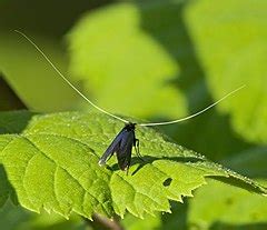 Adela Reaumurella Wikimedia Commons