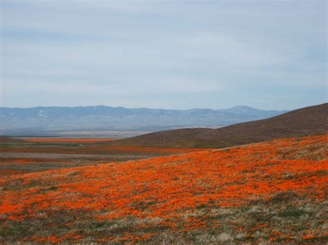 L.A. Places: Antelope Valley Poppy Reserve