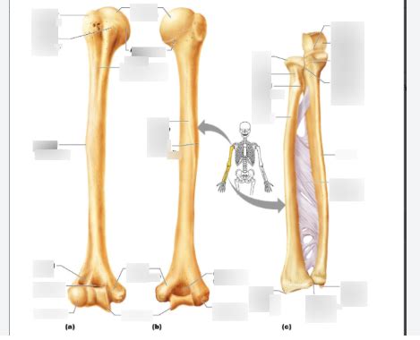 Arm Bones Diagram | Quizlet