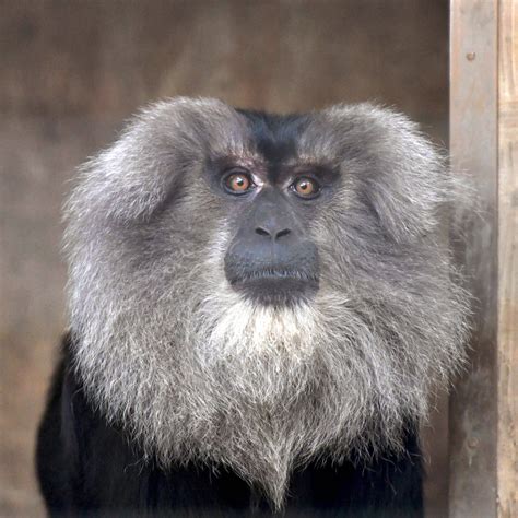 シシオザル アジアの熱帯林 動物紹介 よこはま動物園ズーラシア公式サイト公益財団法人 横浜市緑の協会