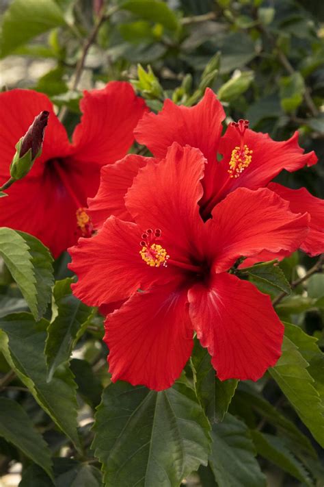 Brilliant Hibiscus Hibiscus Rosa Sinensis Brilliant Monrovia Plant