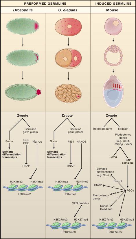 Pathway To Totipotency Lessons From Germ Cells Cell