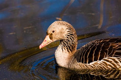 Wild Duck Swimming In Lake Water Birds In Park Stock Photo Image Of