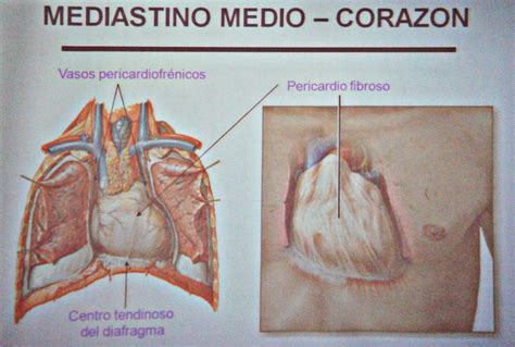 Características, estructura y funciones del Corazón (Sistema circulatorio)