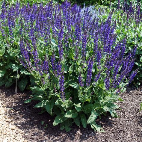 Salvia Nemorosa May Night Midwest Groundcovers Llc