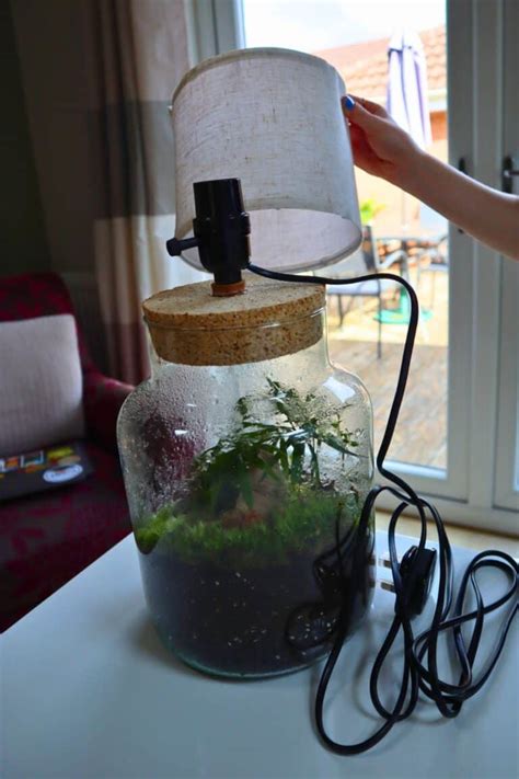 How to Make a Radiant Terrarium Lamp [DIY Guide]