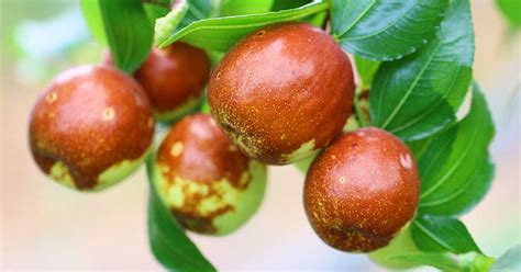 How To Grow And Care For Jujube Trees Luv2garden