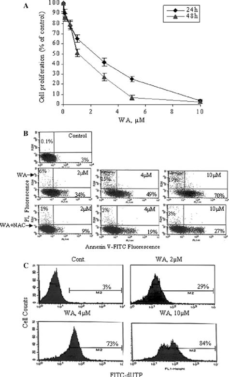 Wa Inhibits Cell Proliferation And Induces Apoptosis In Hl 60 Cells