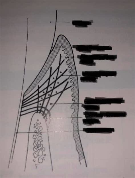 Gingival Fibers Diagram | Quizlet