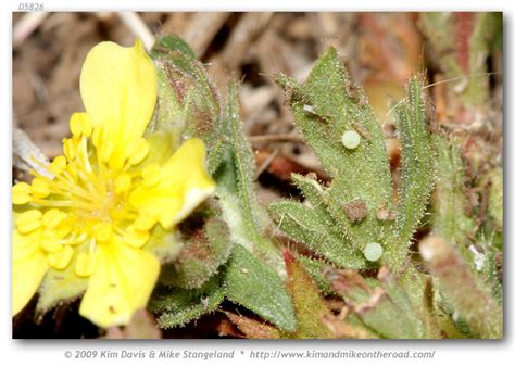 Pyrgus Xanthus Immatures