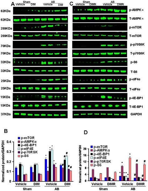 The Effect Of Dim On Ampka And Mtor P S K Signaling A And B The