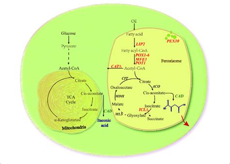 Simplified Schematic Of Ia Biosynthetic Pathway In Y Lipolytica