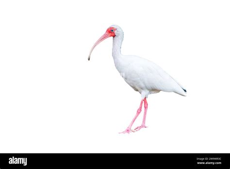 Cut Out Photograph Of American White Ibis Eudocimus Albus Costa Rica