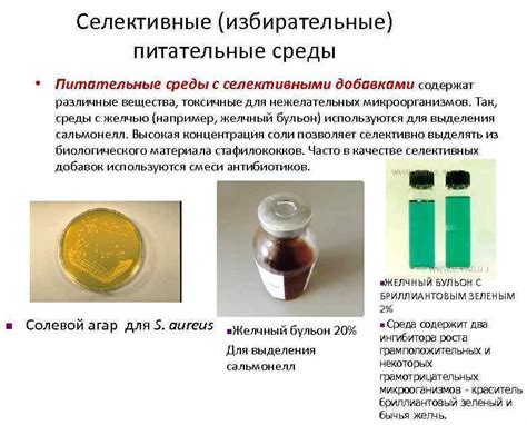 Среды для культивирования бактерий Основные требования к