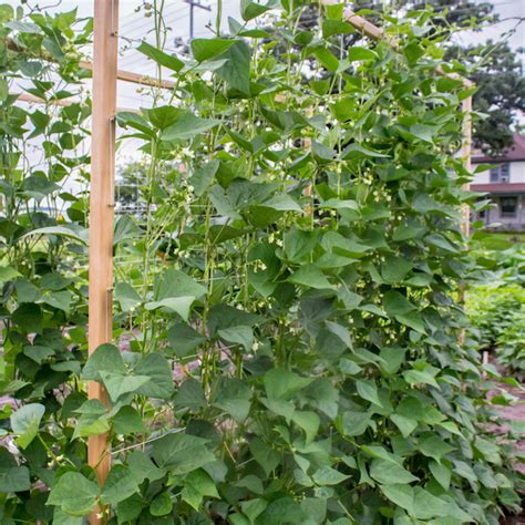 Habichuelas en tu huerto Agrochic Jardinería y Bienestar