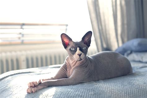 Best Hairless Cat Breeds For A Unique Pet Pal