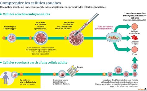 Faut Il Poursuivre La Recherche Sur Lembryon