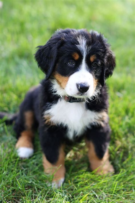 Bucks County Bernese Photos