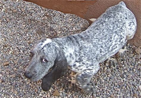 Blue Heeler Basset Hound Mix