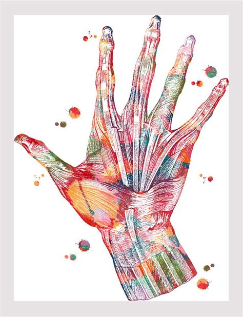 Hand Muscles Anatomy Art Print Hand and Wrist Muscles and | Etsy