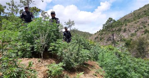 Policía Nacional Civil de Guatemala PNC erradica plantación de