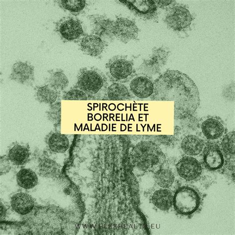 Spirochète Borrelia Et Maladie De Lyme Flexhealth Fr