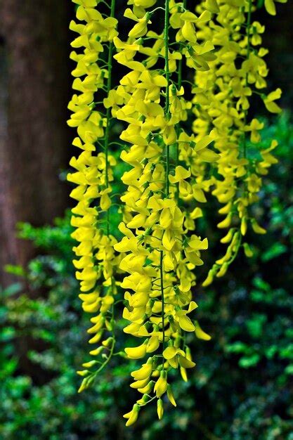 Premium Photo Close Up Of Flowering Plant Hanging From Tree