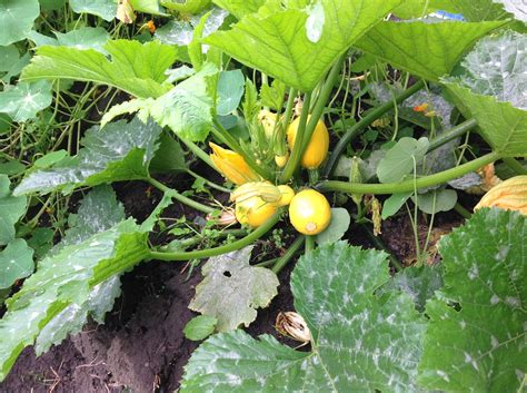 Powdery Mildew on my courgette plant - leave it? Treat it? How? — BBC Gardeners' World Magazine