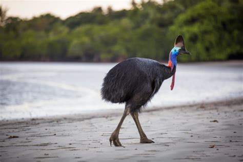 Everything You Need To Know About Cassowaries Cairns And Great Barrier Reef