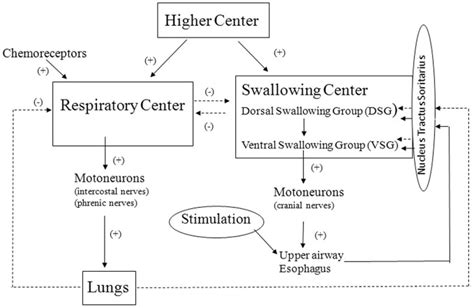 Framework Of The Control Of Reflex Swallowing Solid Line And Broken