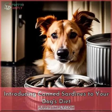 Can Dogs Eat Canned Sardines? Benefits and Precautions