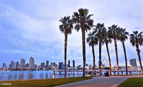 Downtown San Diego California And Palm Trees Stock Photo Download