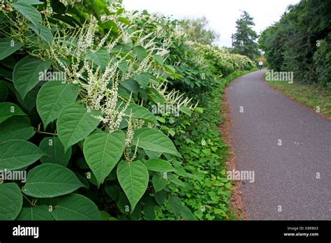 Japanese Knotweed Fallopia Japonica Reynoutria Japonica Blooming