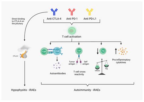 Cancers Free Full Text Predictive Biomarkers For Immune Related