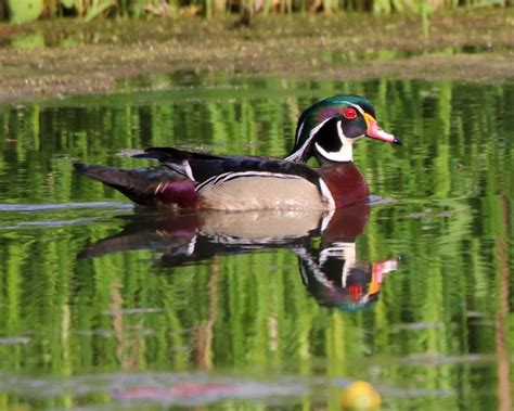 Wood Duck Smithsonian Photo Contest Smithsonian Magazine