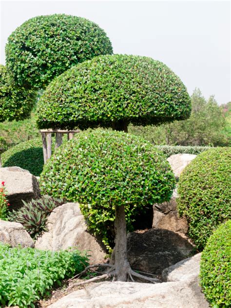 53 Stunning Topiary Trees Gardens Plants And Other Shapes