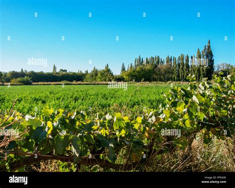 Field In Chubut Valley Gaiman The Welsh Settlement Chubut Province