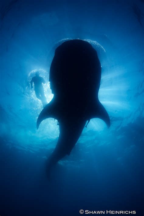 Whale Sharks – Isla Mujeres, Mexico 2012 | Blue Sphere Media