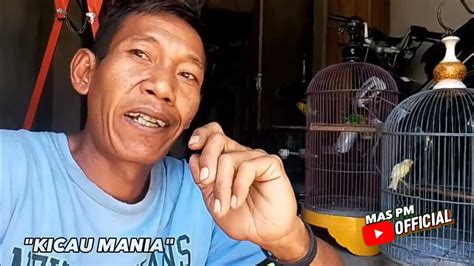 Burung Lomba Itu Perawatan Khusus Biar Tetap Stabil Kicau Mania