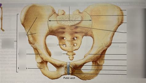 Coxal Bone Lab Exam Diagram Quizlet