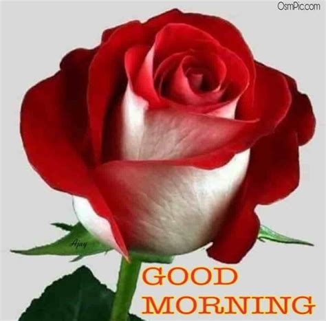 55 Good Morning Rose Flowers Images Pictures With Romantic Red Roses