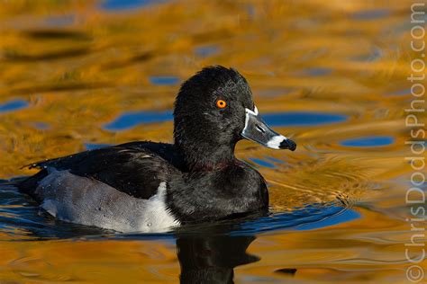 Ring-necked Duck Drake — Nature Photography Blog