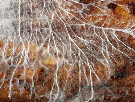 How To Store Mycelium Storables