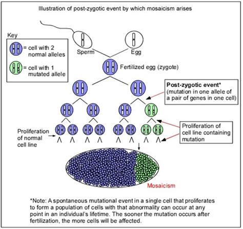 McCune-Albright syndrome: MedlinePlus Genetics