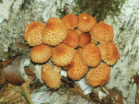 Northland Nature Despite The Dryness Some Mushrooms Are In The Woods