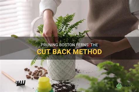 Pruning Boston Ferns The Cut Back Method Shuncy